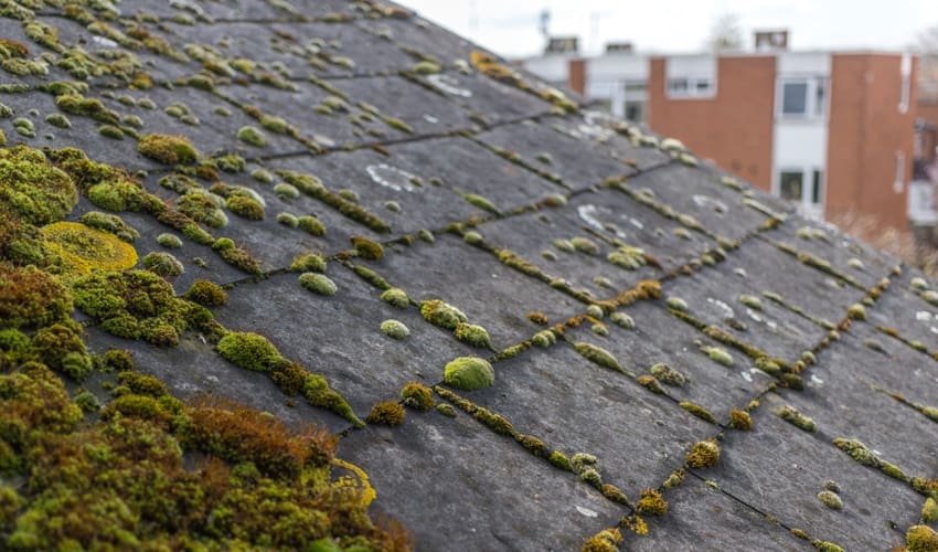 moss